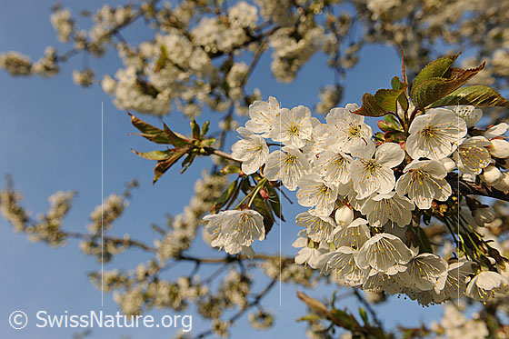 Foto: Kirschbaumblüten. Kirschblüten.
Blütenzweig des Kirschbaums (Süsskirsche)
Lat.: Prunus avium
Familie: Rosaceae