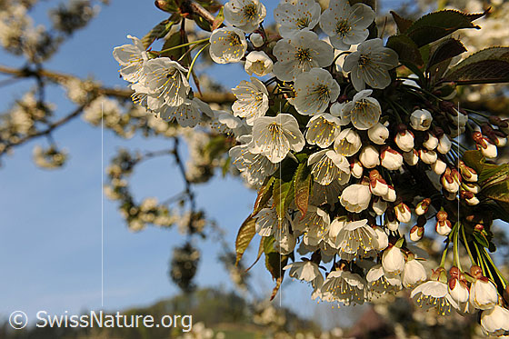 Foto: Blüten des Kirschbaums (Süsskirsche). Kirschblüten.
Lat.: Prunus avium
Familie: Rosaceae