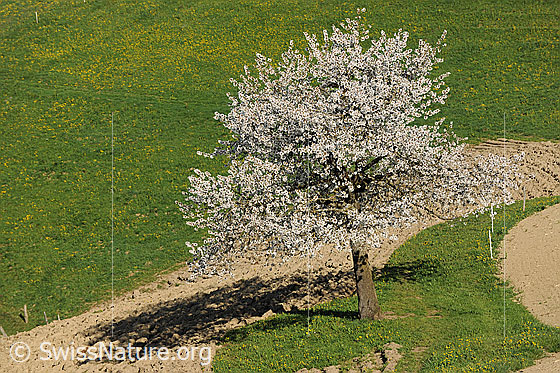 Foto: Blühender Baum am Feldrand. Der Obstbaum steht auf einer kleinen Wiese zwischen interessant geformten Äckern.