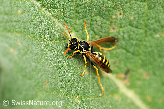 Foto: Französische Feldwespe (Polistes dominula). Weibchen. Körperlänge 13-18mm. Ansicht von schräg oben.