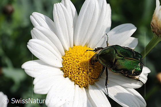 Foto: Goldglänzender Rosenkäfer (Cetonia aurata) auf Gewöhnlicher Wiesen-Margerite (Leucanthemum vulgare). Ansicht von schräg oben.