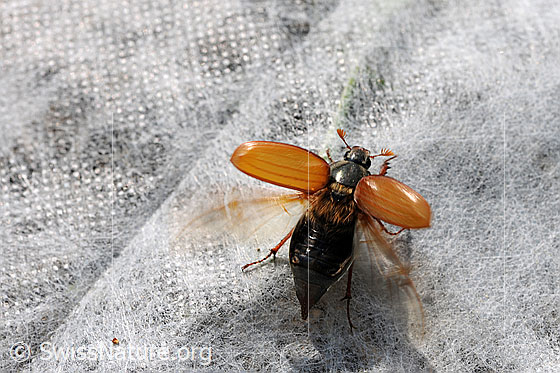 Foto: Maikäfer (Melolontha melolontha) mit geöffneten Flügeln