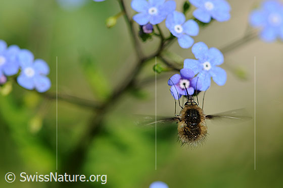 Photo: Bombylius major on Brunnera macrophylla sucking nectar.