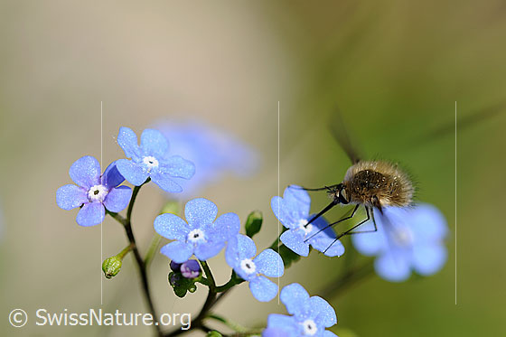 Photo: Bombylius major on Brunnera macrophylla sucking nectar.