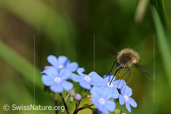 Photo: Bombylius major on Brunnera macrophylla sucking nectar.