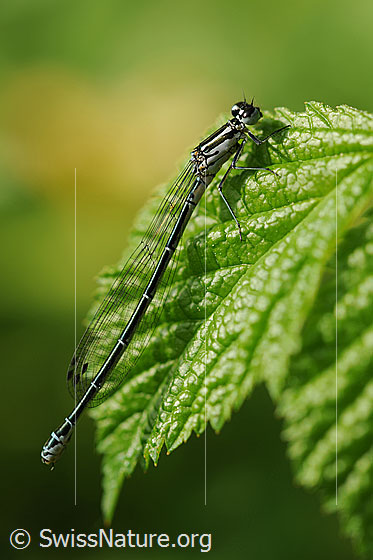 Foto: Wahrscheinlich Hufeisen-Azurjungfer (Coenagrion puella). Weibchen. Auf Blatt einer Hasel sitzend. Ansicht von der Seite.