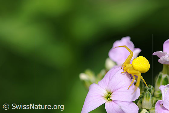 Veränderliche Krabbenspinne (Misumena vatia) auf Gemeiner Nachtviole (Hesperis matronalis)