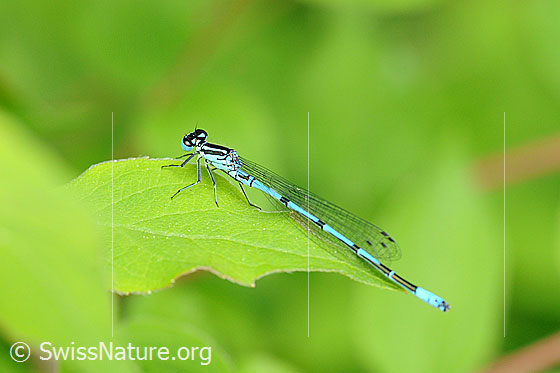 Foto: Wahrscheinlich Hufeisen-Azurjungfer (Coenagrion puella). Männchen. Auf Blatt sitzend. Ansicht von seitlich oben.