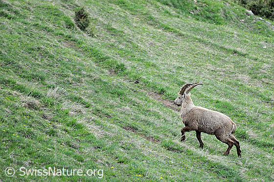 Foto: Junger Steinbock unterwegs in offenem Gelände.
Lat.: Capra ibex
