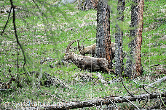Foto: Zwei weidende Steinböcke in urtümlichem Lärchenwald.
Lat.: Capra ibex
Der ältere Steinbock versucht, am Stamm der Lärche die Reste des Winterpelzes abzustreifen.
Auf Bild F067670 sind die Reste des Winterpelzes am Baumstamm zu sehen.