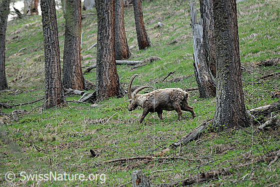 Foto: Steinbock unterwegs im Wald.
Lat.: Capra ibex
