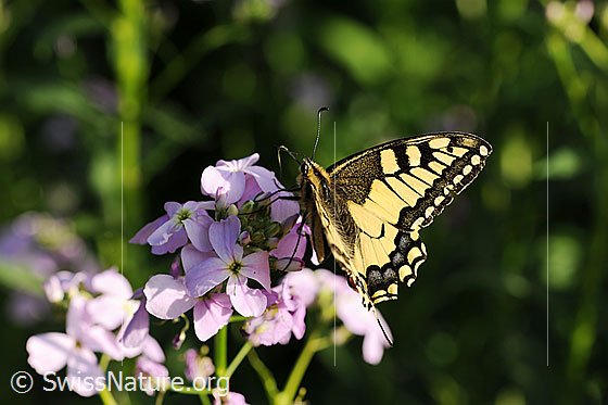 Foto: Schwalbenschwanz (Papilio machaon) beim Saugen von Nektar auf einer Blütendolde.