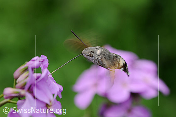 Foto: Schwebendes Taubenschwänzchen (Macroglossum stellatarum) beim Saugen von Nektar.