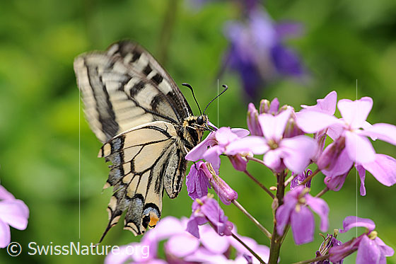 Foto: Schwalbenschwanz beim Saugen von Nektar auf der Blütendolde einer Gemeinen Nachtviole (Hesperis matronalis). Die Flügel sind in Bewegung.