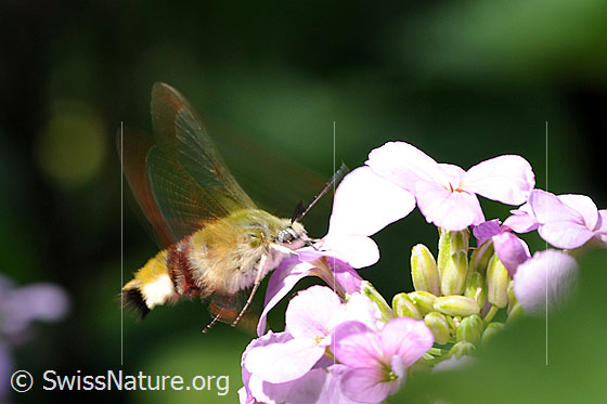 Hummelschwärmer (Hemaris fuciformis) bei der Nahrungsaufnahme