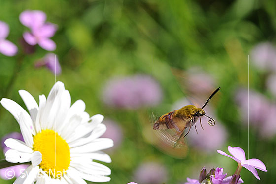 Foto: Hummelschwärmer (Hemaris fuciformis) im Flug. Der Rüssel ist aufgerollt.