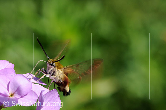 Foto: Hummelschwärmer (Hemaris fuciformis) auf Blütendolde. Das Insekt saugt mit seinem Rüssel Nektar aus einer Blüte.