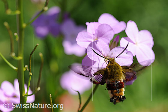 Foto: Hummelschwärmer (Hemaris fuciformis) an Blüte. Das Insekt saugt Nektar. Der farbige Körper und die Flügel sind gut sichtbar.