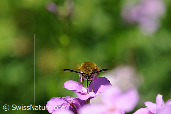 Foto: Hummelschwärmer (Hemaris fuciformis) beim Nektarsaugen auf Blüte. Ansicht von vorne.