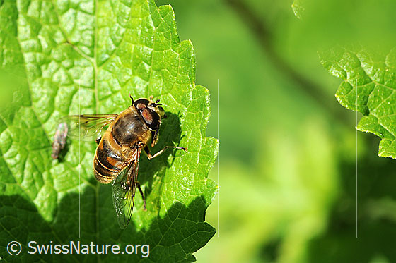 Photo: Eristalis tenax. Male. Sitting on a leaf.