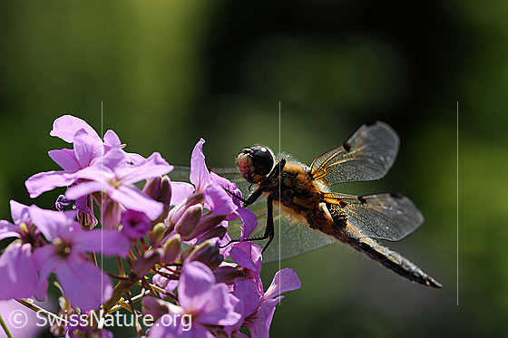 Libelle: Vierfleck (Libellula quadrimaculata)