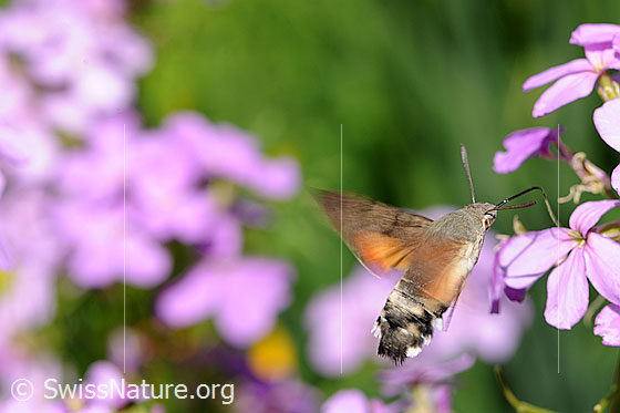 Foto: Nektarsaugendes Taubenschwänzchen (Macroglossum stellatarum).