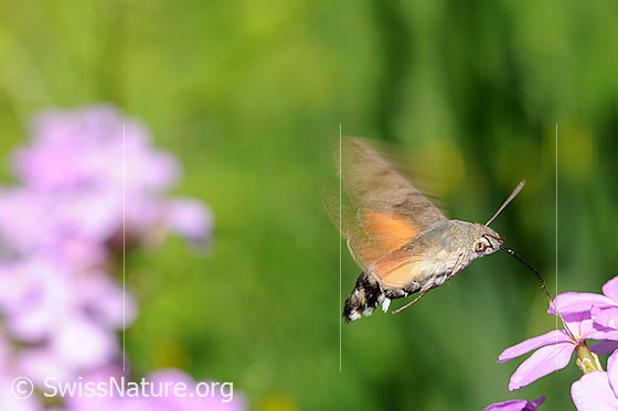 Photo: Macroglossum stellatarum in hovering flight.