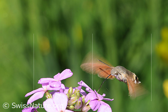 Foto: Nektarsaugendes Taubenschwänzchen im Schwebeflug.