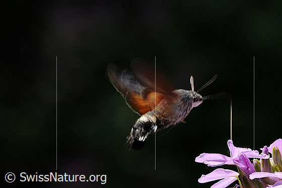 Foto: Fliegendes Insekt mit langem Rüssel. Nektarsaugendes Taubenschwänzchen (Macroglossum stellatarum) im Schwebeflug.