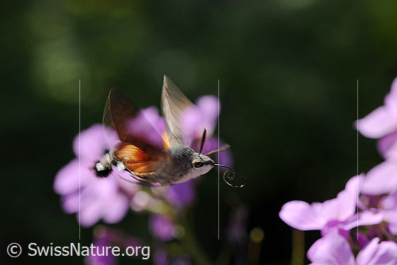 Foto: Insekt im Flug. Ein Taubenschwänzchen (Macroglossum stellatarum) fliegt auf eine Blüte zu. Sein Rüssel entrollt sich bereits.