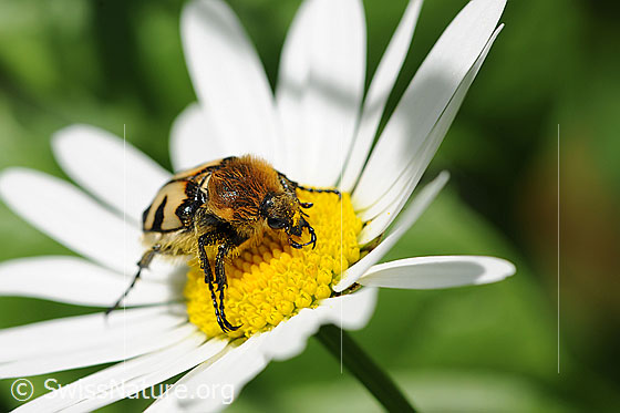 Foto: Gebänderter Pinselkäfer (Trichius fasciatus) auf Gewöhnlicher Wiesen-Margerite (Leucanthemum vulgare). Ansicht von schräg vorne.