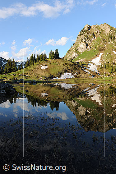 Foto: Stimmungsbild Seebergsee mit Spiegelung. Ein mit lichtem Tannenwald bewachsener Hügel und der Muntiggalm spiegeln sich im Bergsee. Am blauen Himmel sind kleine Quellwolken zu sehen. Im Vordergrund ragen Pflanzen aus der spiegelglatten Wasseroberfläche.