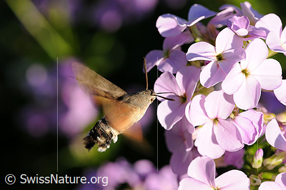 Foto: Vor einer Blüte schwebendes Taubenschwänzchen (Macroglossum stellatarum). Mit dem langen Rüssel nimmt das Insekt Nektar auf.