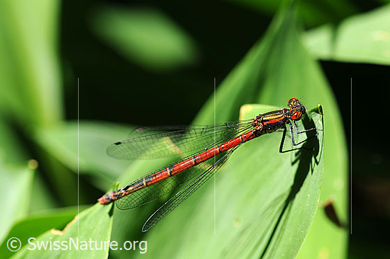 Foto: Frühe Adonislibelle (Pyrrhosoma nymphula). Männchen.