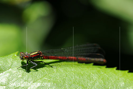 Foto: Frühe Adonislibelle auf einem Blatt sitzend. Männchen.