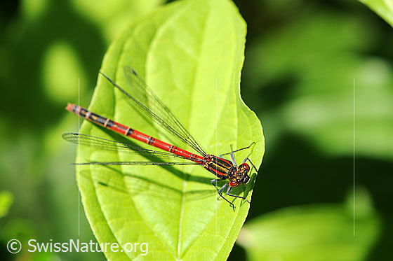 Frühe Adonislibelle (Pyrrhosoma nymphula)