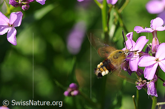 Foto: Hummelschwärmer an Blüte. Das Insekt saugt Nektar. Der farbige Körper ist gut sichtbar und die Flügel sind in Bewegung.