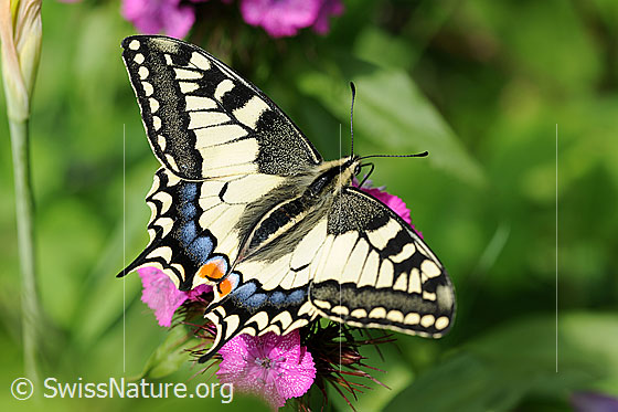 Foto: Nektarsaugender Schmetterling auf einer Nelke. Die Flügel sind weit ausgebreitet. Ansicht von oben. Der Schwalbenschwanz ist einer grössten einheimischen Schmetterlinge. In den Bergen ist er auch heute noch recht weit verbreitet.
Schwalbenschwanz