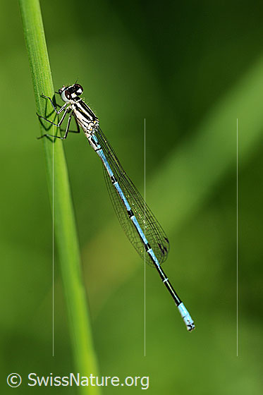 Foto: Wahrscheinlich Hufeisen-Azurjungfer (Coenagrion puella). Männchen. Diese Libellenart ist klein und fällt deshalb nicht besonders auf. Ansicht von der Seite.