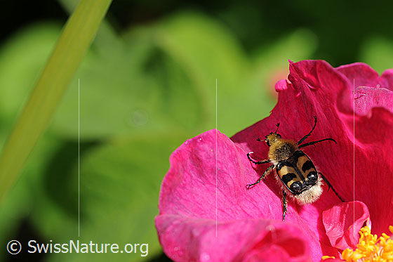 Foto: Gebänderter Pinselkäfer (Trichius fasciatus) auf Blütenblatt einer Rose.