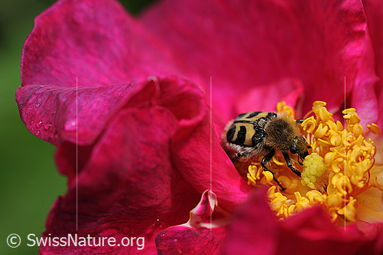 Foto: Gebänderter Pinselkäfer (Trichius fasciatus) auf Nahrungssuche in der Blüte einer Rose.