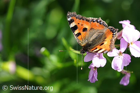 Foto: Kleiner Fuchs (Aglais urticae) auf Blütendolde sitzend. Die Flügel sind geöffnet.