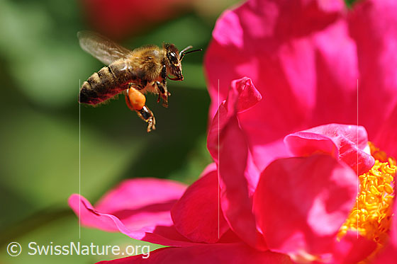 Foto: Biene (Apis mellifera) im Anflug auf eine Rosenblüte.