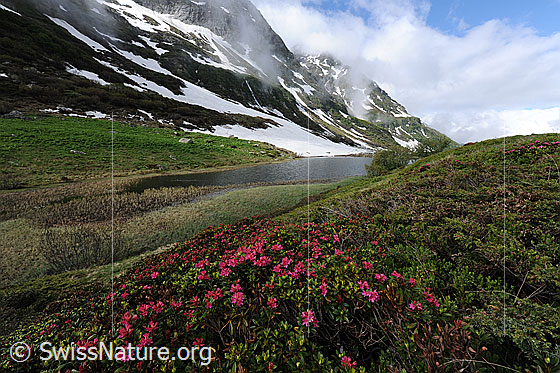 Foto: Blühende Alpenrosen und Bergsee. Ein Teil des Halsesees verlandet. Im seichten Gewässer breitet sich Gras aus. In den Berghängen im Hintergrund liegen noch Schneereste und es ziehen Wolkenfetzen vorüber.