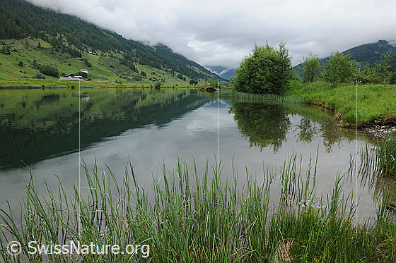 Foto: Geschinersee mit Spiegelung der Berghänge und der Sträucher am Ufer. Im Vordergrund sind Grashalme zu sehen. Der Himmel ist starkt bewölkt.