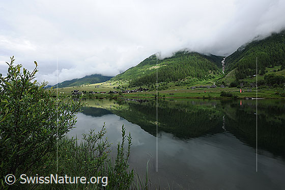 Foto: Bergdorf Geschinen und Geschinersee mit Spiegelung der bewaldeten Berghänge im See. Das Ufer ist mit Sträuchern bewachsen. Es ist bewölkt und die Wolken hängen tief über den Schutzwäldern des Goms. Das Ufer ist mit Sträuchern bewachsen.