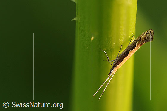 Foto: Unbekannter Kleinschmetterling.