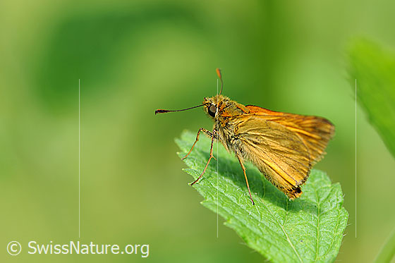 Rostfarbener Dickkopffalter (Ochlodes venatus)