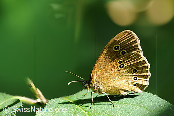 Foto: Brauner Waldvogel (Aphantopus hyperantus) auf Blatt sitzend (Seitenansicht).