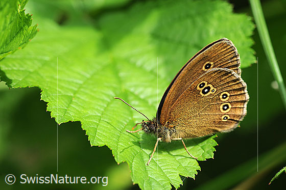Brauner Waldvogel (Aphantopus hyperantus)